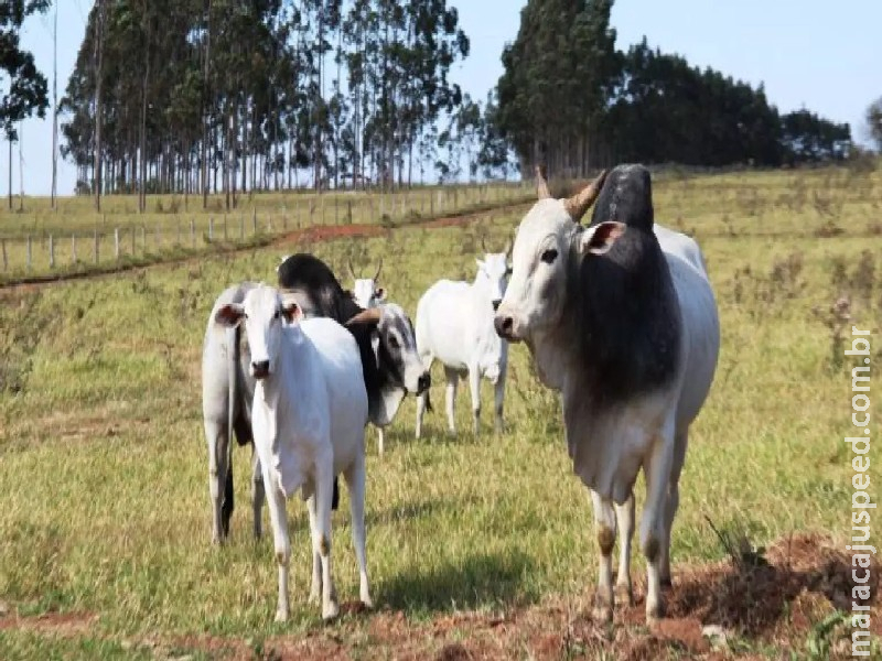 R$ 630 milhões em jogo: pecuaristas vão à Câmara de Campo Grande falar sobre taxação dos EUA