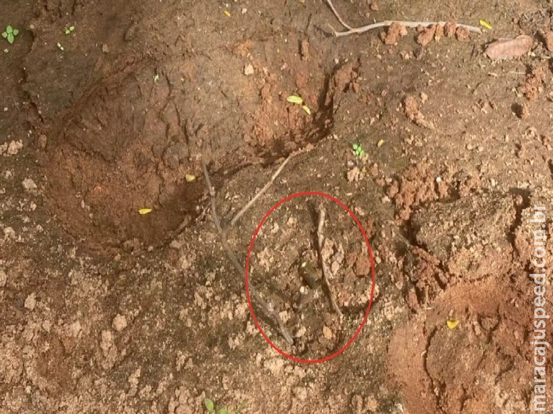 Rapaz que esfaqueou irmão e morreu em confronto com a PM no Jardim Auxiliadora é identificado