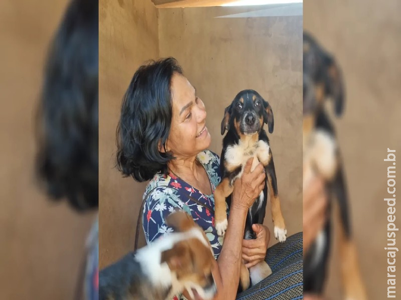 Veja fotos: Feira de Adoção de cães e gatos acontece no sábado em clínica na Vila Morumbi