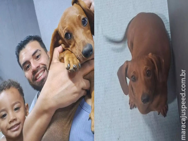 Animal de suporte emocional foge e tutores procuram por cachorra no Jardim Aeroporto Animal de suporte emocional foge e tutores procuram por cachorra no Jardim Aeroporto