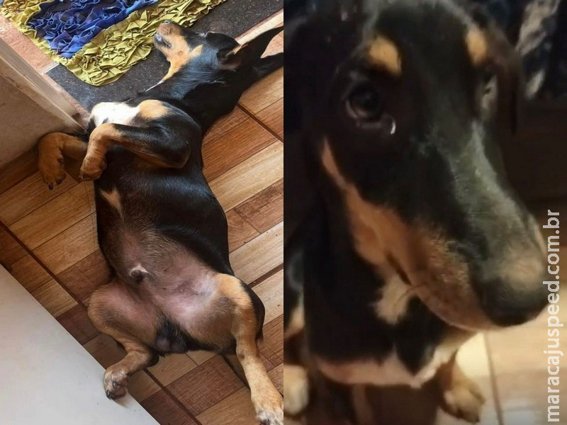 Apelo em Maracaju: Família busca por cãozinho Thor para aliviar o choro de uma criança