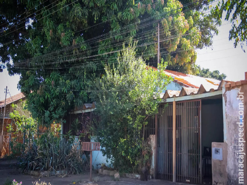Árvores do vizinho invadindo seu quintal? Especialista explica como resolver dilema