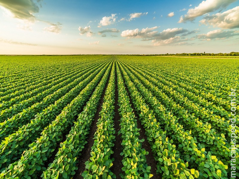 Aumento da produção de milho fortalece planejamento da próxima safra de soja Aumento da produção de milho fortalece planejamento da próxima safra de soja