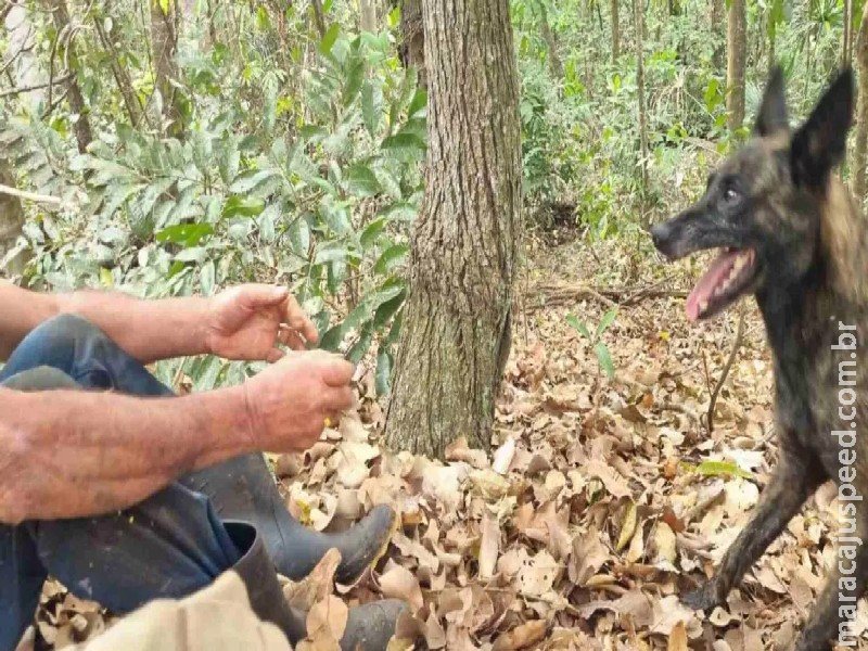 Bombeira Laika encontra homem que estava desaparecido na MS-040 em Campo Grande