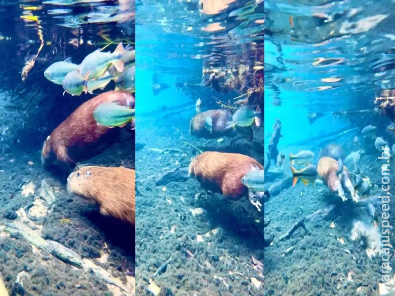 Capivaras ‘aquáticas’ mostram habilidade debaixo d’água em rio de MS Capivaras ‘aquáticas’ mostram habilidade debaixo d’água em rio de MS