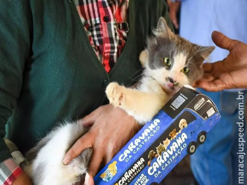 Caravana da Castração para cães e gatos chega no mês de novembro a Dourados
