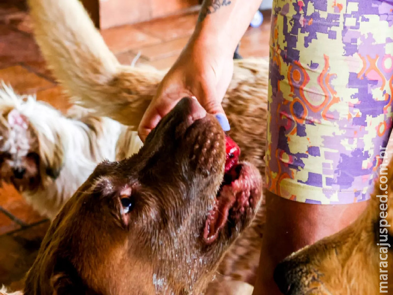 Cuidados com o pet podem comprometer até 5% da renda mensal do tutor, aponta pesquisa