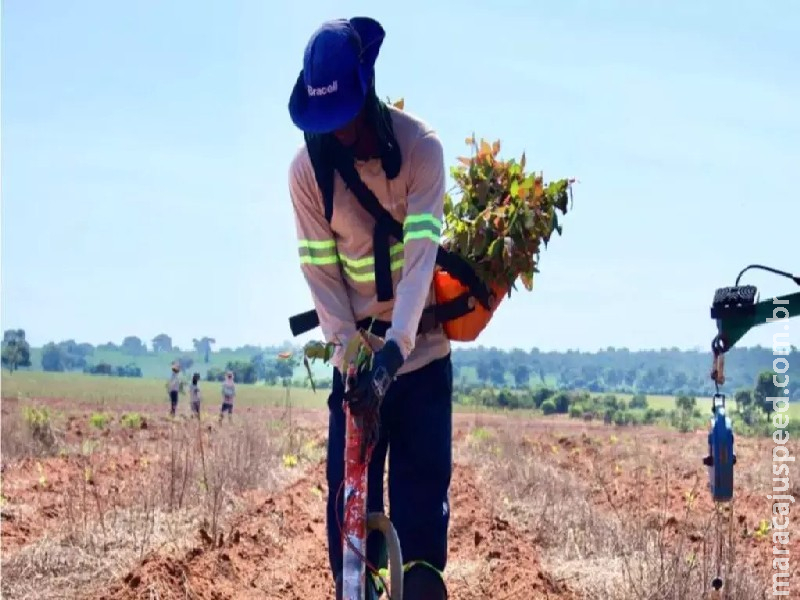Indústria abre 53 vagas em operações de silvicultura em Santa Rita do Pardo Indústria abre 53 vagas em operações de silvicultura em Santa Rita do Pardo