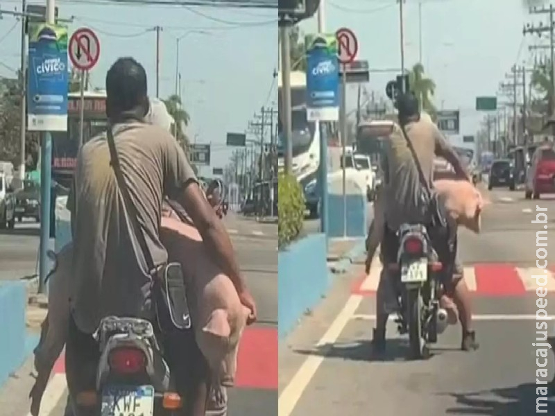 Levou pra passear? No RJ, homens são flagrados carregando porco vivo em uma moto