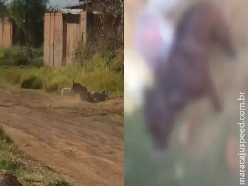 Mais um: pit bulls atacam vira-latas e espalham medo em rua do Portal Caiobá Mais um: pit bulls atacam vira-latas e espalham medo em rua do Portal Caiobá