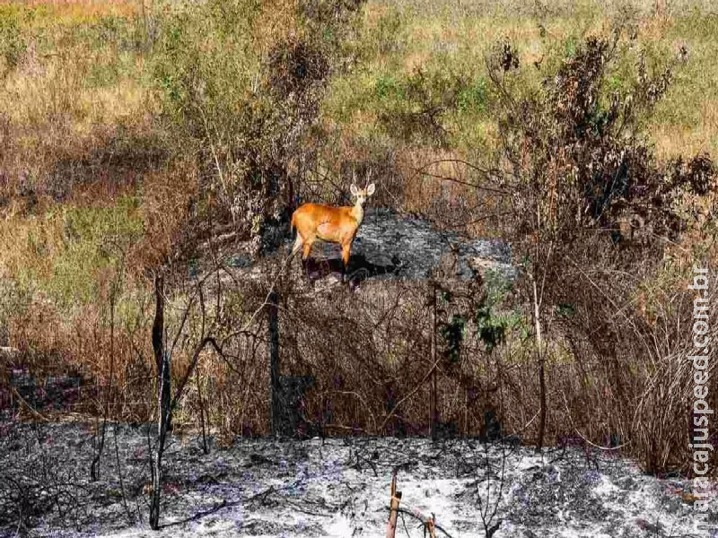 Monitoramento aponta redução de 79% nos incêndios no Cerrado e 98% no Pantanal em 2025