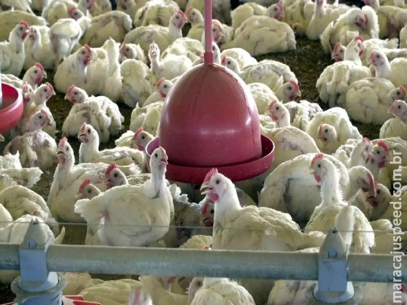 Oferta de frango e carne suína para os mercados interno e externo deve crescer em 2026