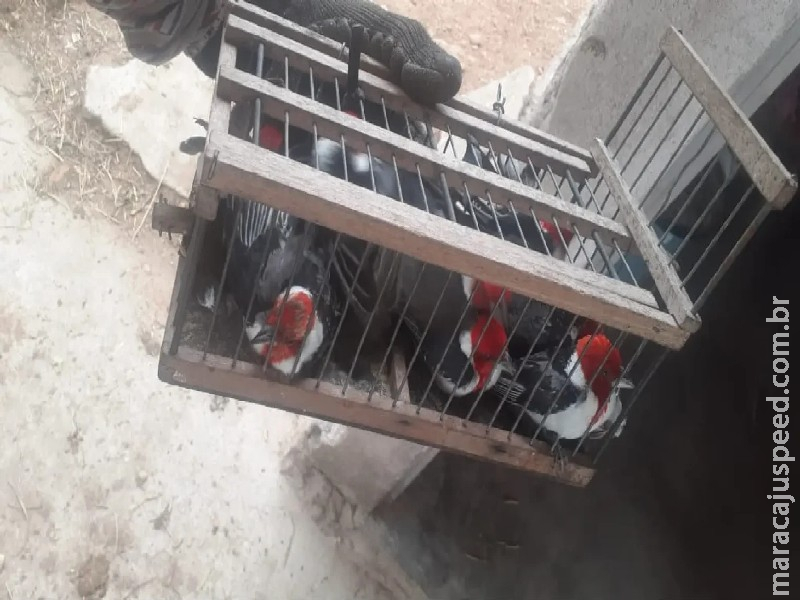 Operação que resultou em prisão de traficante de animais tem atuação de promotor de MS Operação que resultou em prisão de traficante de animais tem atuação de promotor de MS