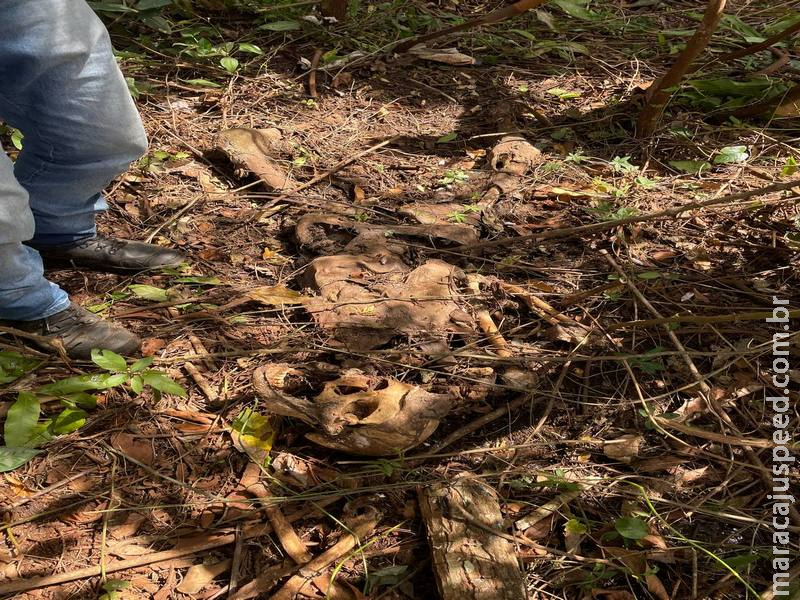 Ossada humana é encontrada em área de chácara em Maracaju Ossada humana é encontrada em área de chácara em Maracaju