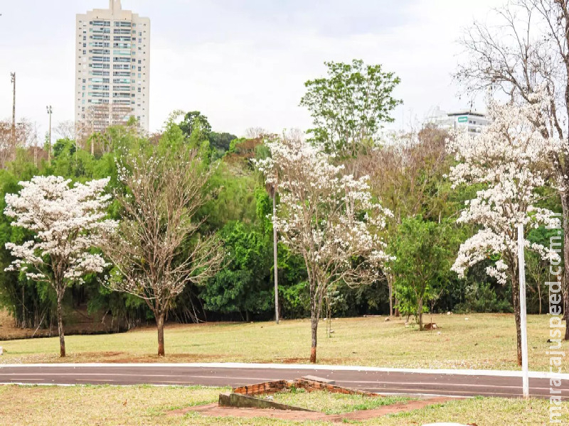 ‘Pé de Neve’ dá as caras, transforma Campo Grande e rende comparações: ‘Parecendo o Japão’ ‘Pé de Neve’ dá as caras, transforma Campo Grande e rende comparações: ‘Parecendo o Japão’