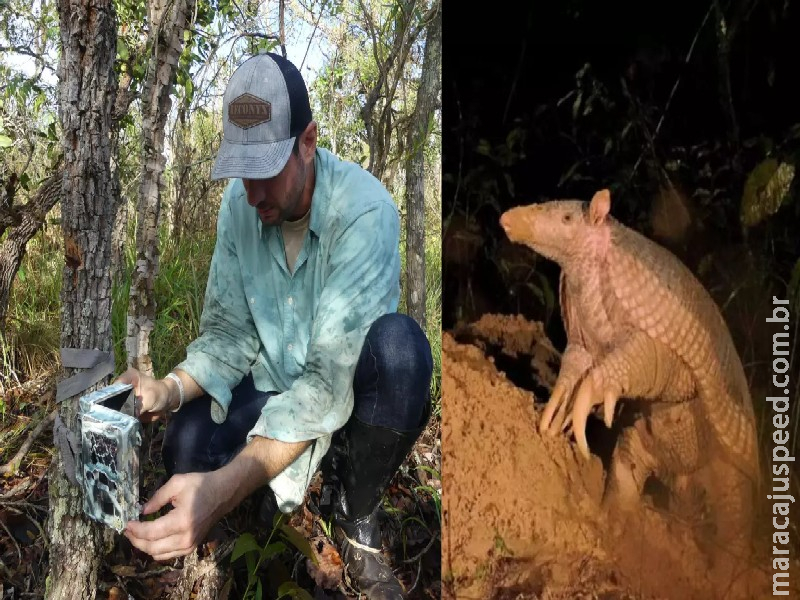 Pesquisadores identificam comportamento inédito em tatu-canastra no Pantanal Pesquisadores identificam comportamento inédito em tatu-canastra no Pantanal