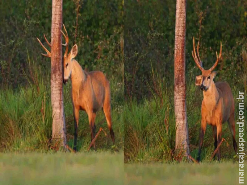 Por que cervos ‘coçam’ chifres em árvores? Flagra no Pantanal captura hábito dos machos da espécie Por que cervos ‘coçam’ chifres em árvores? Flagra no Pantanal captura hábito dos machos da espécie