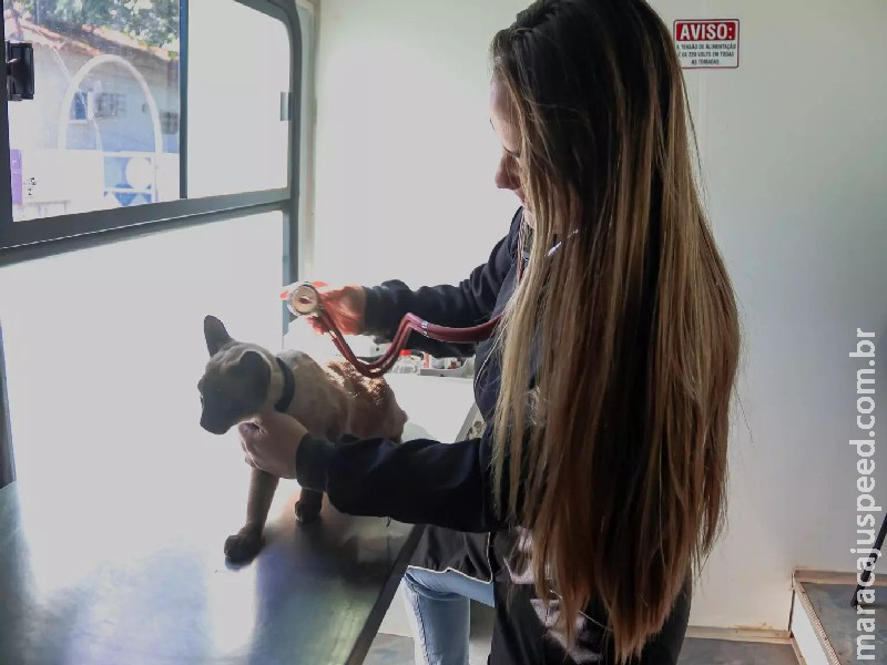 Prefeitura divulga cronograma de atendimentos veterinários gratuitos em setembro Prefeitura divulga cronograma de atendimentos veterinários gratuitos em setembro
