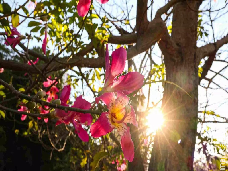 Primavera em MS terá calor acima da média, chuvas irregulares e influência da La Niña Primavera em MS terá calor acima da média, chuvas irregulares e influência da La Niña