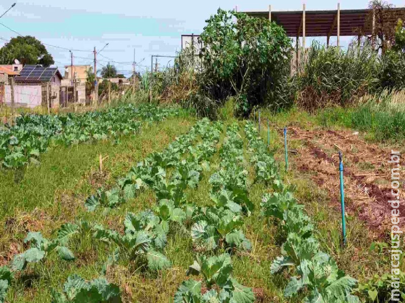 Programa de Aquisição de Alimentos abre chamada pública para agricultores familiares