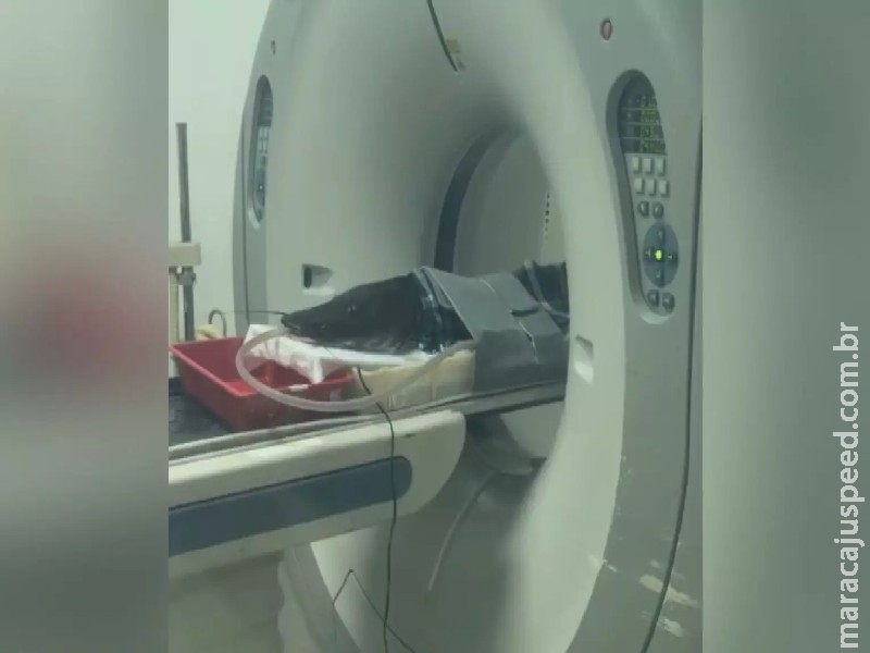 Tinha convênio? Peixe que fez tomografia não ‘furou fila’ do SUS em MS Tinha convênio? Peixe que fez tomografia não ‘furou fila’ do SUS em MS