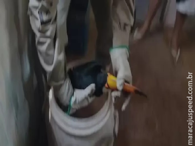 VÍDEO: Tucano com asas feridas é resgatado em casa na fronteira de MS VÍDEO: Tucano com asas feridas é resgatado em casa na fronteira de MS