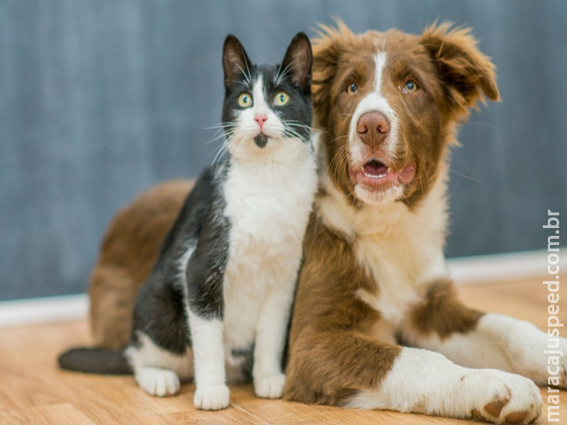 Brasil e Costa Rica firmam Certificado Veterinário Internacional para cães e gatos Brasil e Costa Rica firmam Certificado Veterinário Internacional para cães e gatos