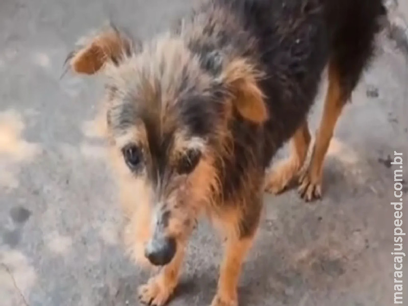 Cão vítima de possível violência sexual é submetido a eutanásia devido ao sofrimento