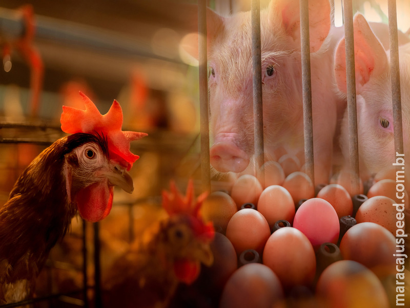 Especialistas apontam a nutrição de precisão e enzimas como aliados essenciais na rentabilidade da produção animal Especialistas apontam a nutrição de precisão e enzimas como aliados essenciais na rentabilidade da produção animal