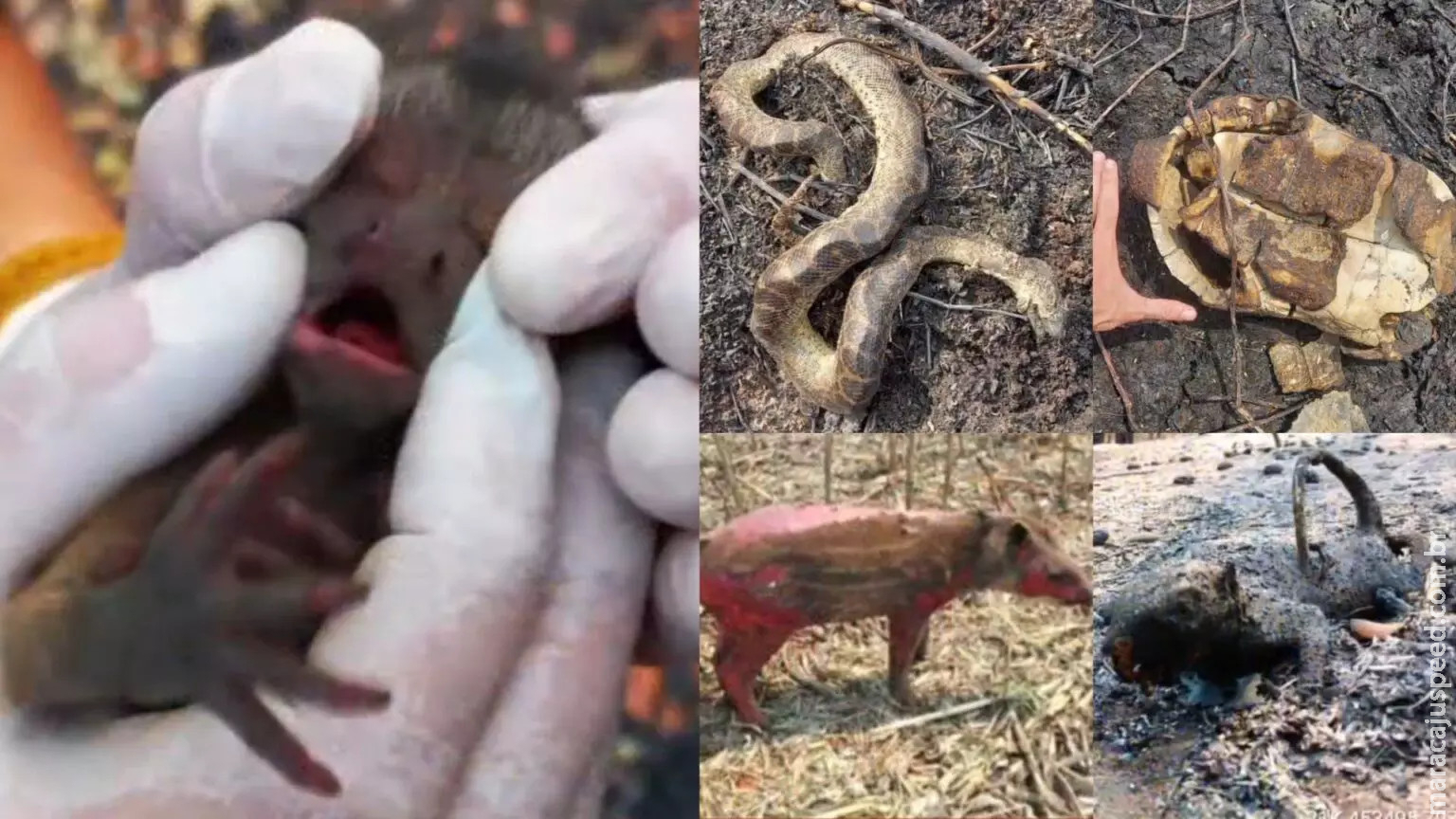 ‘Estima-se que 17 milhões de animais morreram’: sofrimento do Pantanal em chamas sensibiliza em exposição