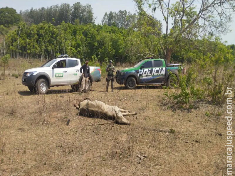Fazendeiro de Água Clara é autuado pela Polícia Ambiental por maus-tratos a bovinos Fazendeiro de Água Clara é autuado pela Polícia Ambiental por maus-tratos a bovinos