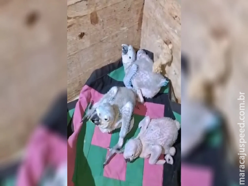 Filhotes de arara são resgatados pela PMA após vendaval derrubar árvore e ninho