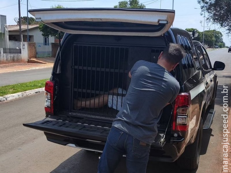 IVINHEMA: Polícia Civil prende homem condenado por tráfico de drogas IVINHEMA: Polícia Civil prende homem condenado por tráfico de drogas