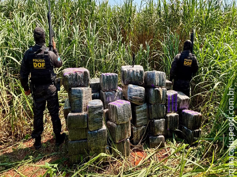 Maconha avaliada em mais de R$ 5,5 milhões é apreendida em assentamento rural de Itaquiraí Maconha avaliada em mais de R$ 5,5 milhões é apreendida em assentamento rural de Itaquiraí