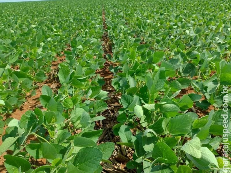 Maracaju reafirma protagonismo no agronegócio de MS na safra 2024/2025
