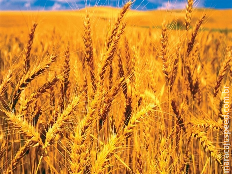 Mercados agrícolas encerram a semana entre cautela  Mercados agrícolas encerram a semana entre cautela