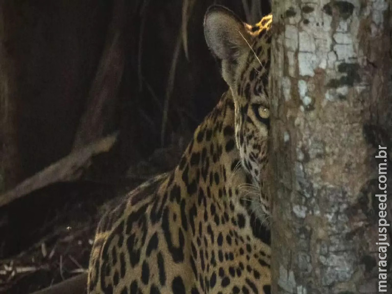 Novo ataque de onça a humano expõe situação crítica e silenciada no Pantanal