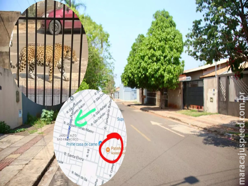 Onça-pintada na Vila Nasser foi gerada por IA para assustar avó: ‘Moleque mandou foto brincando’