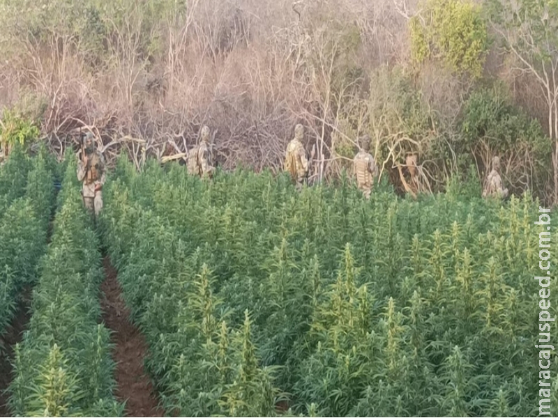 Plantação com cerca de 44 mil pés de maconha é destruída no município de Livramento Plantação com cerca de 44 mil pés de maconha é destruída no município de Livramento