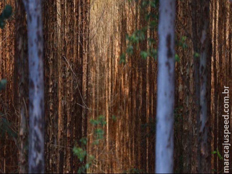 Vale da Celulose: base florestal em Mato Grosso do Sul deve crescer 40% até 2028 Vale da Celulose: base florestal em Mato Grosso do Sul deve crescer 40% até 2028