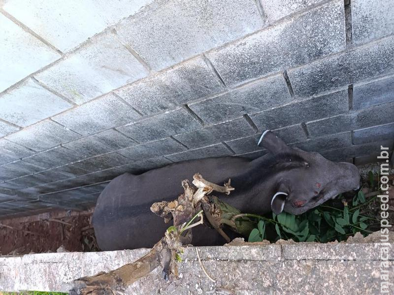 Anta Fica Presa Entre Muros e Mobiliza Polícia Militar Ambiental em Campo Grande