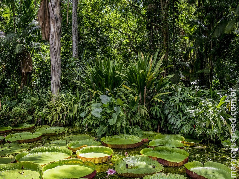 Brasil inaugura novas rotas para a maior floresta do mundo