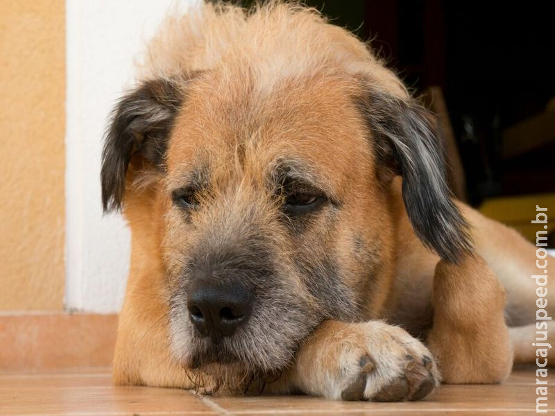 Campo Grande: Hotel que perdeu cachorro terá que indenizar tutores