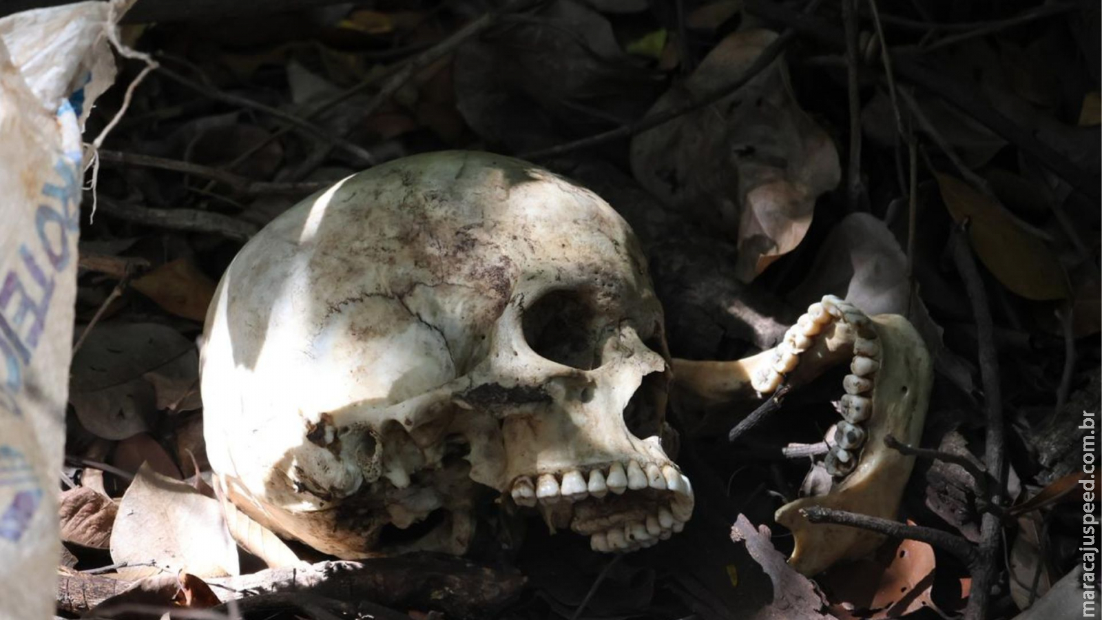 Campo Grande: Motorista encontra crânio às margens da BR-262