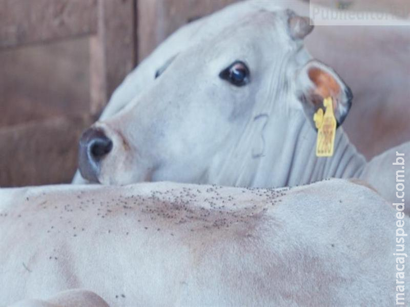  Chegada das chuvas: como controlar a mosca-dos-chifres