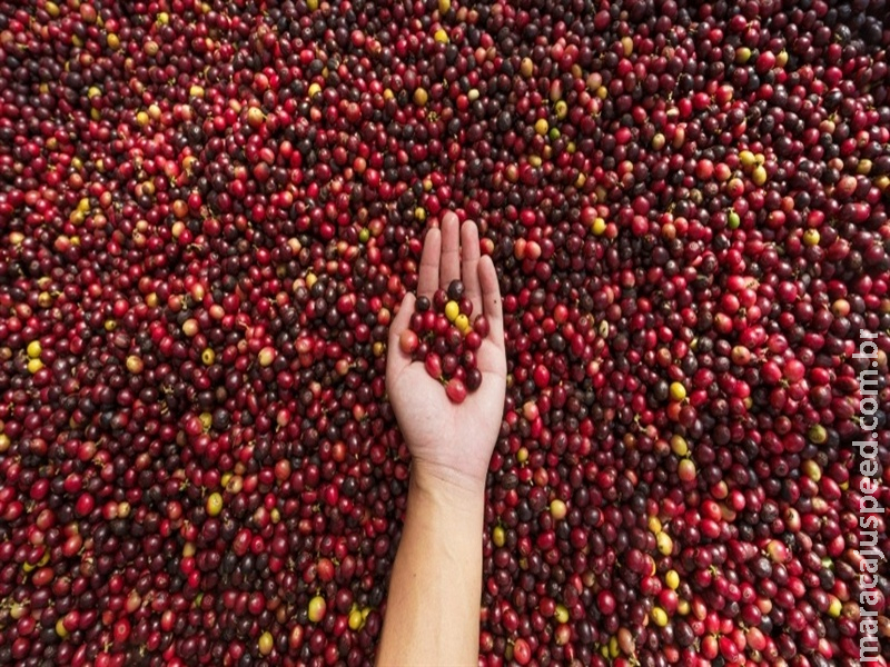 Com fim da tarifa para café in natura, Brasil ganha fôlego nas exportações