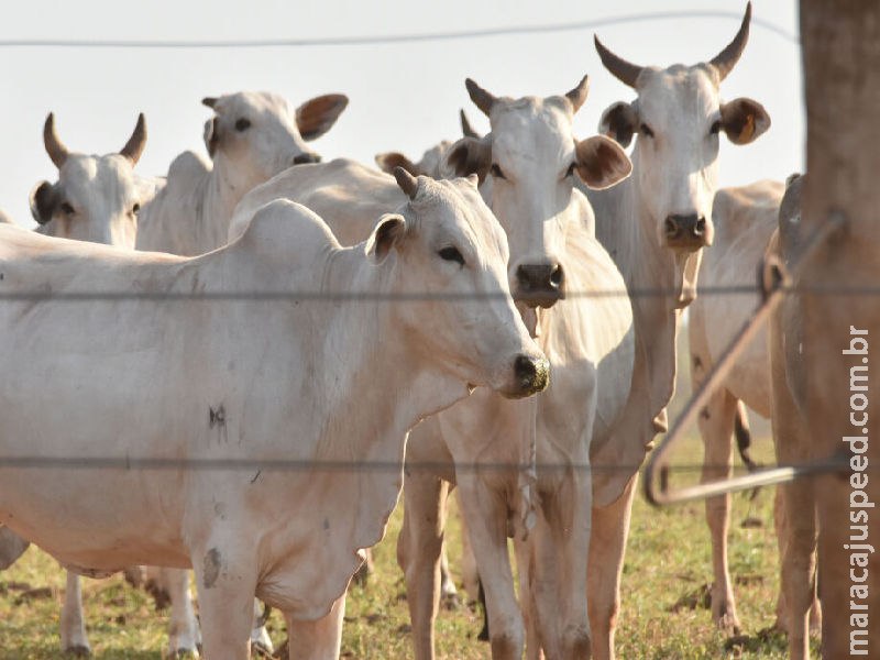 Crédito agrícola recua 41% em Mato Grosso do Sul e atinge R$ 799 milhões 