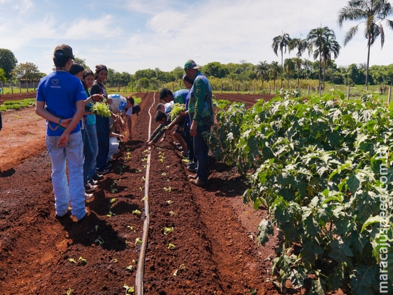 Escola Agrícola Laurindo Stragliotto promove aprendizado prático sobre meio ambiente e sustentabilidade