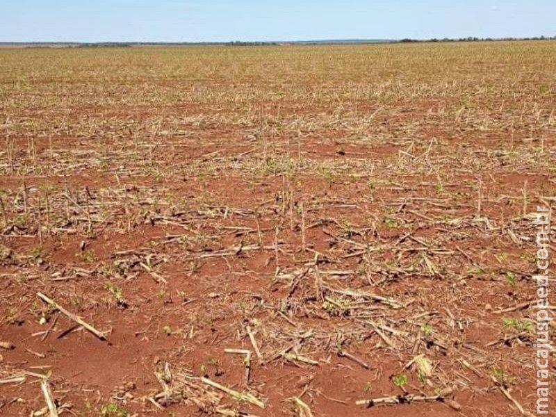 Granizo atinge cerca de 2 mil hectares de soja em Dourados e Rio Brilhante