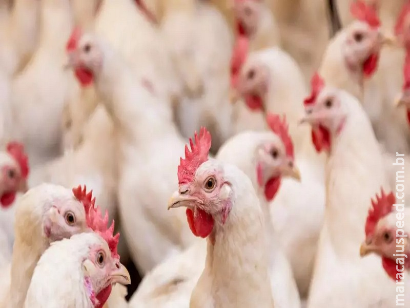 Gripe aviária: exportações de frango do Brasil à China estão liberadas após meses de bloqueio